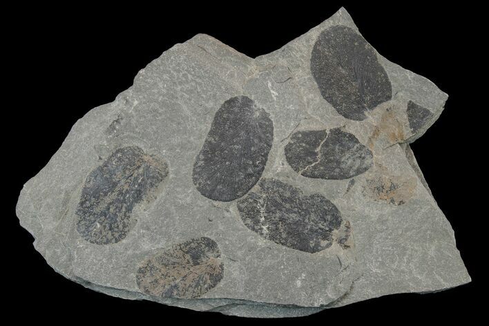 Pennsylvanian Fossil Fern (Macroneuropteris) Plate - Kentucky #181356